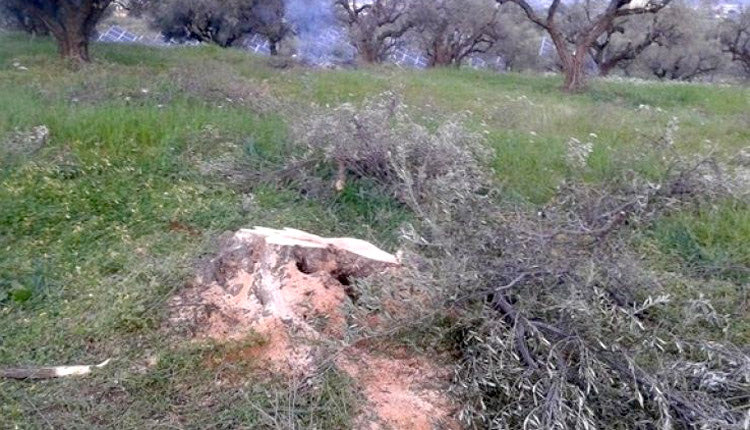 Του έκοψαν όλες τις ελιές!