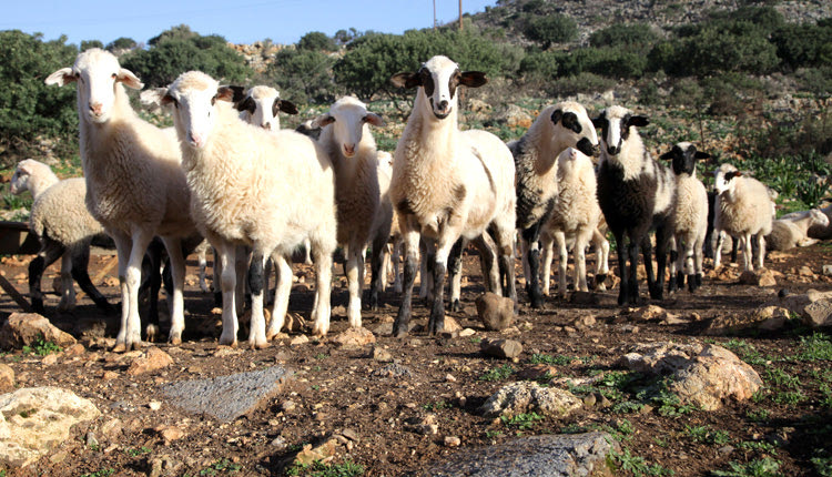 ΠΡΟΒΑΤΑ