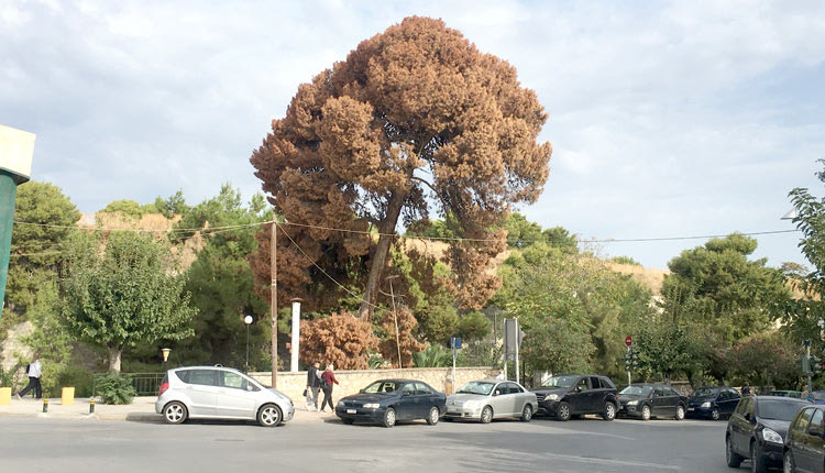 δέντρα στο Ηράκλειο