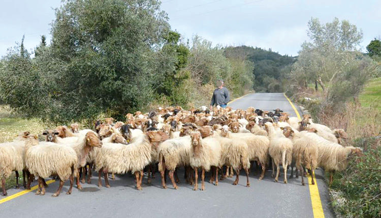 ΠΡΟΒΑΤΑ - κτηνοτρόφος