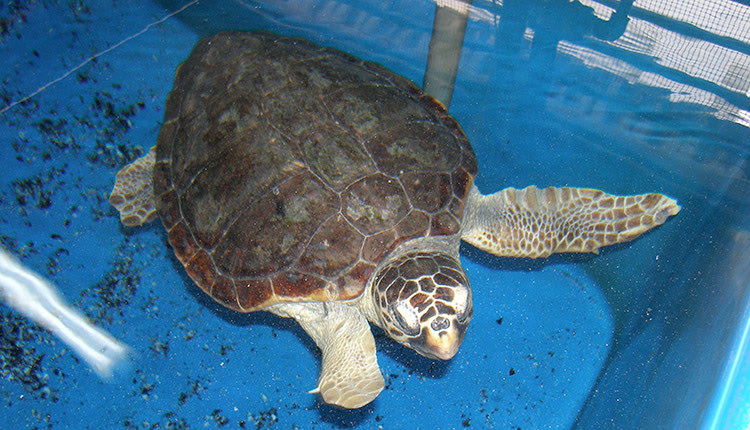 Η χελώνα Caretta caretta, αφού λάβει όνομα, θα απελευθερωθεί στο φυσικό της περιβάλλον