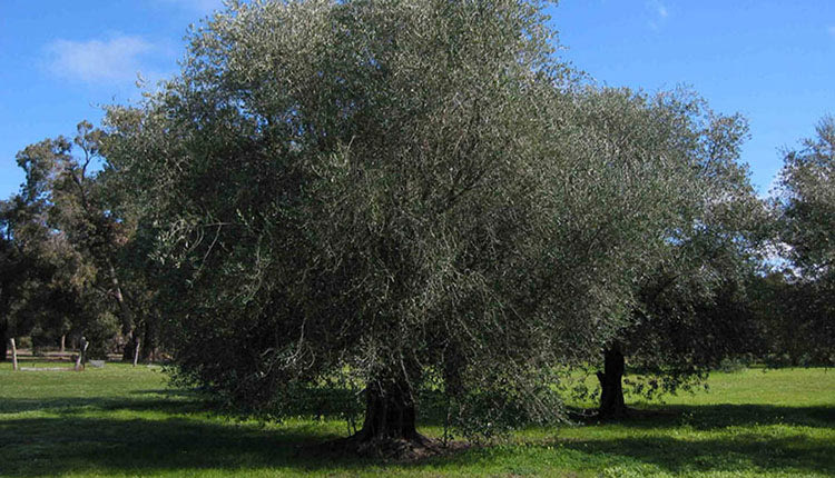 Εκδηλώσεις για την Παγκόσμια Ημέρα Ελιάς