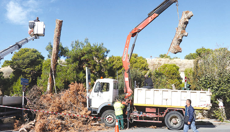 Έγινε κούτσουρα το πεύκο της Όασης