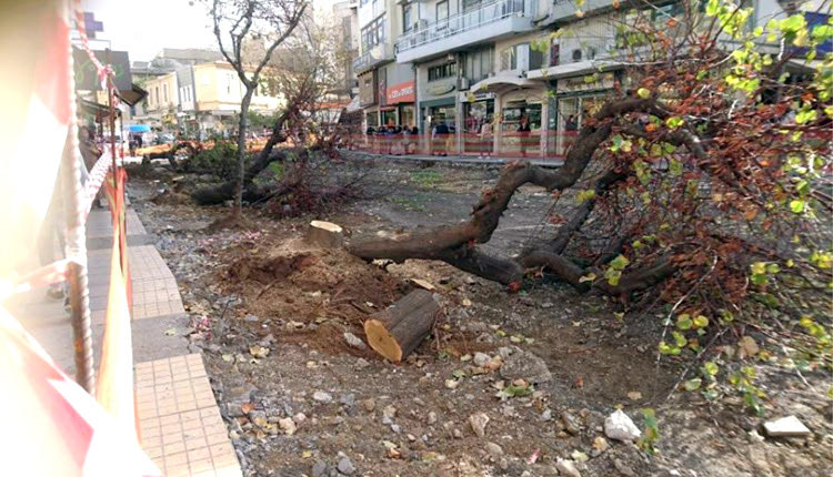 ΙΔΗΣ ΚΟΜΕΝΑ ΔΕΝΤΡΑ