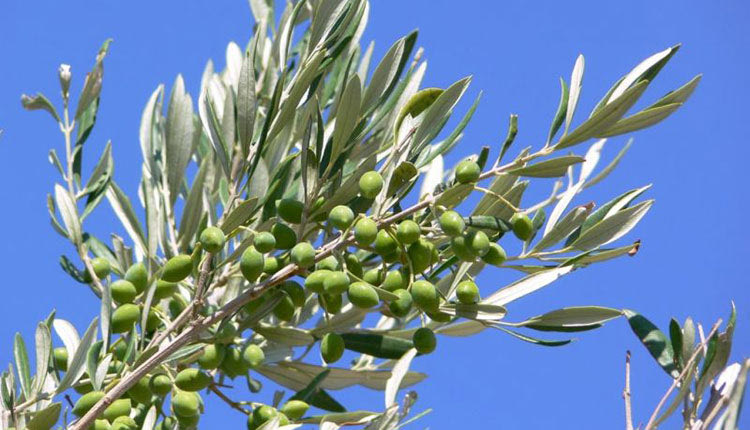 Γνωρίζουν τον πολιτισμό και την ιστορία της Κρήτης