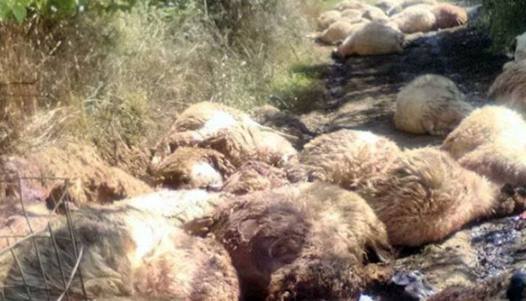 Δίνουν όρκο στον Αϊ Γιώργη ότι δεν έκαναν τη ζωοκτονία