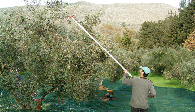 Αγρότης ραβδίζει ελιές