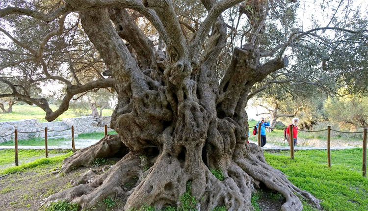 Περιήγηση στη Μινωική Ελιά του Καβουσίου