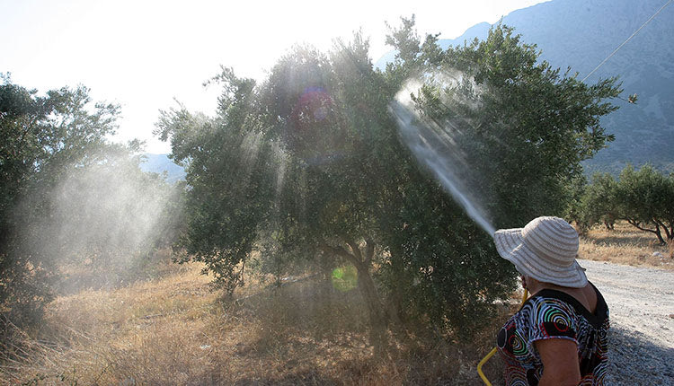 Το κέρδος δακοκτονίας στους παραγωγούς