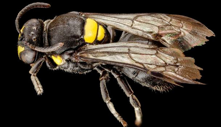 η μέλισσα Hylaeus nubilosus