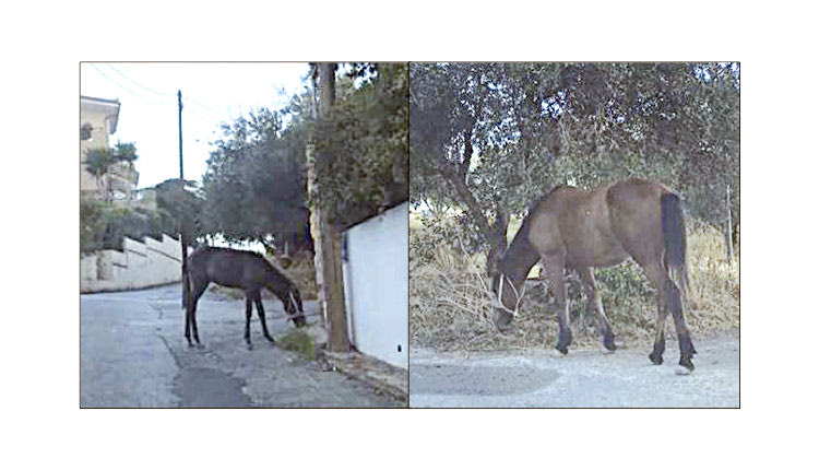 Δύο άλογα ψάχνουν το αφεντικό τους