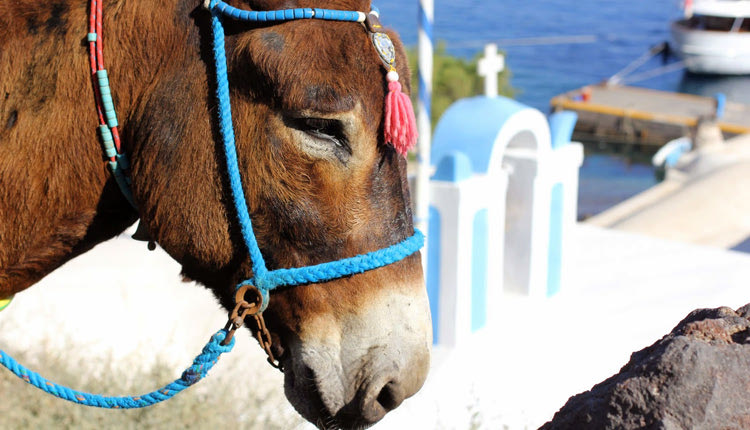 τα γαϊδουράκια της Σαντορίνης