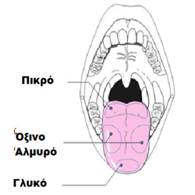 Γλωσσικά αισθητήρια των τεσσάρων βασικών γεύσεων