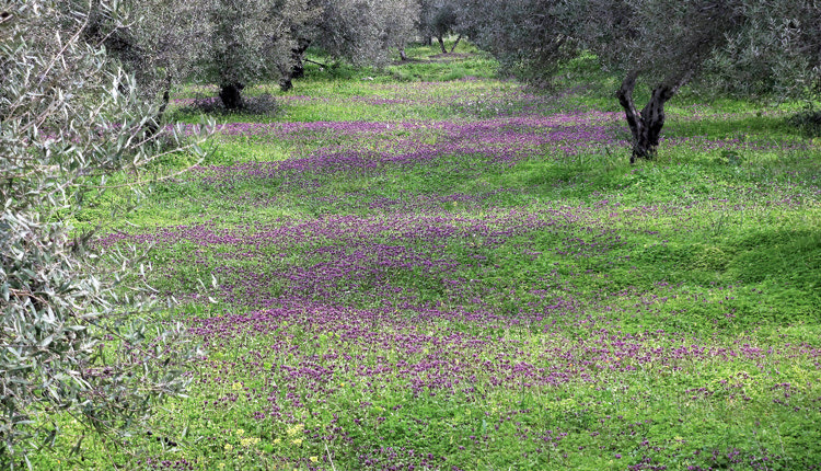 Λιόφυτο την άνοιξη από την περιοχή του Πρινιά