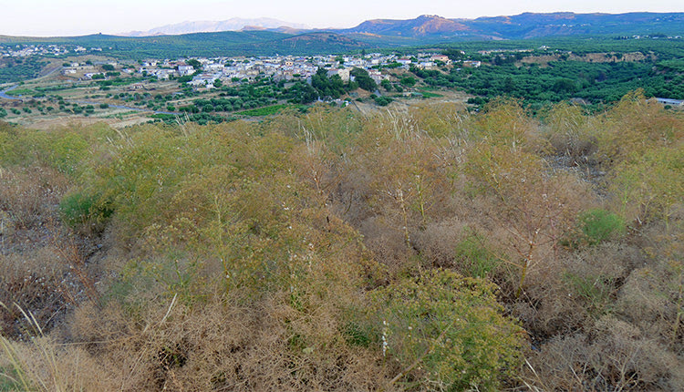 ΑΡΚΑΔΕΙΑ 2019