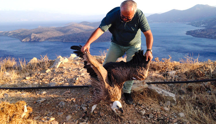 Έσωσαν γύπα στην Ελούντα