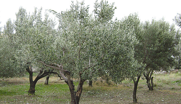 Βρήκε... ραβδισμένο το λιόφυτό