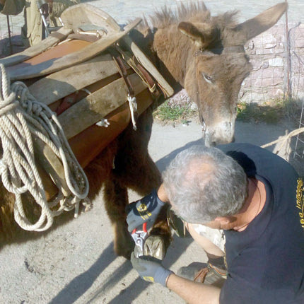 Το πρόγραμμα φροντίδας ιπποειδών