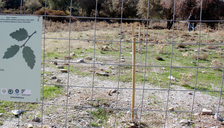 Προστατευόμενο είδος η αμπελιτσιά