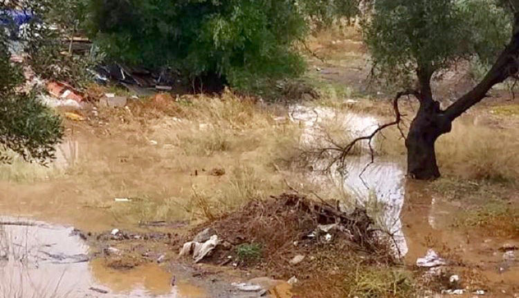 Μεγάλες ζημιές σε ελιές στη Μεσσαρά