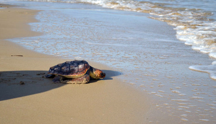 Η μικρή θαλάσσια χελώνα Caretta Caretta οδηγήθηκε με ασφάλεια πίσω στο “σπίτι” της