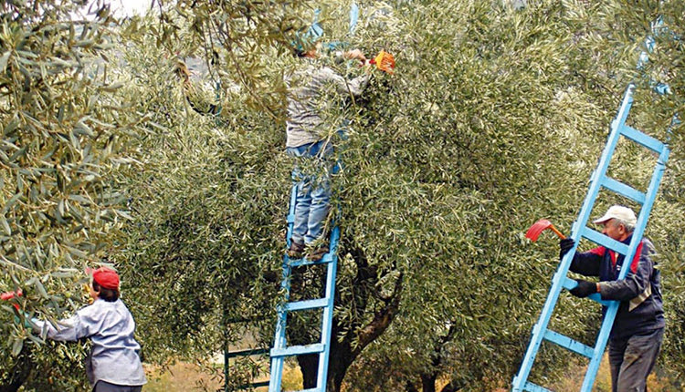 αγρότες ελαιοπαραγωγή