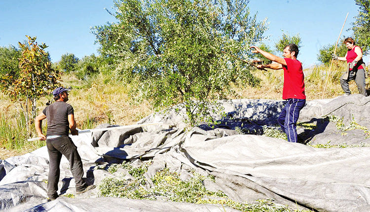 ελαιοπαραγωγή αγρότες