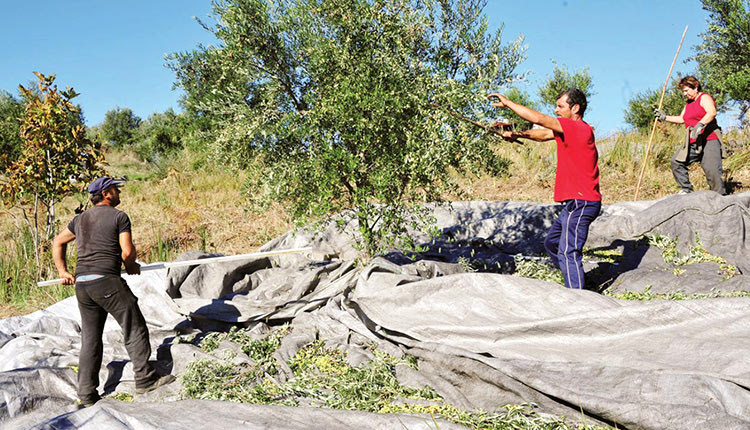 Ελαιοκαλλιεργητ;ές Κρήτης