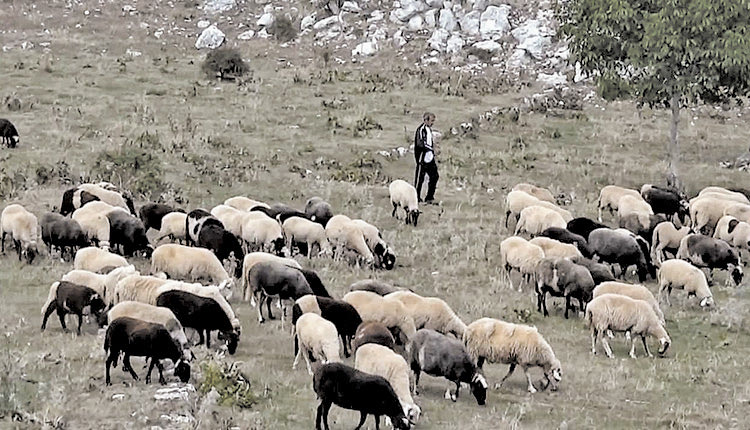 κτηνοτρόφοι