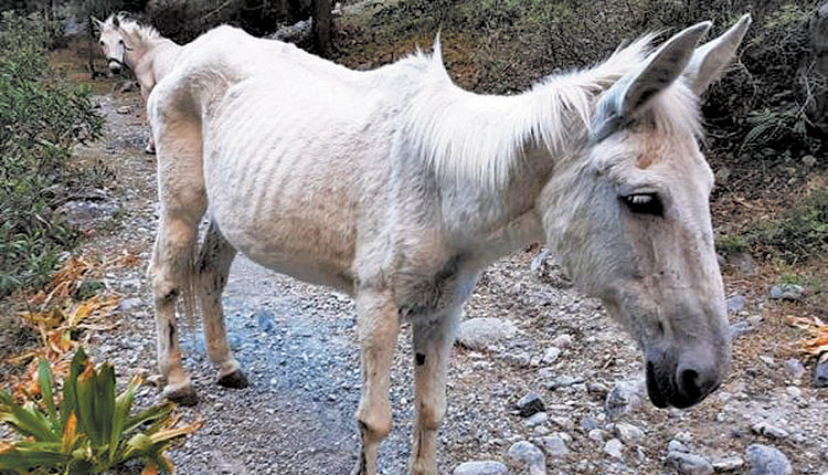 Εγκατέλειψαν μουλάρια στο φαράγγι της Σαμαριάς