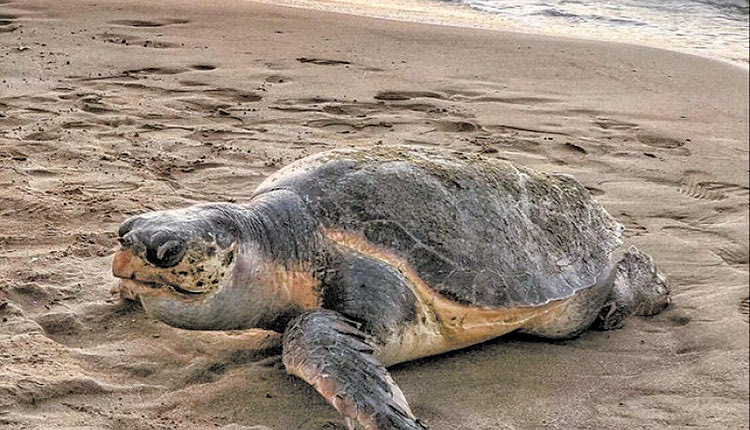 θαλάσσια χελώνα Caretta caretta