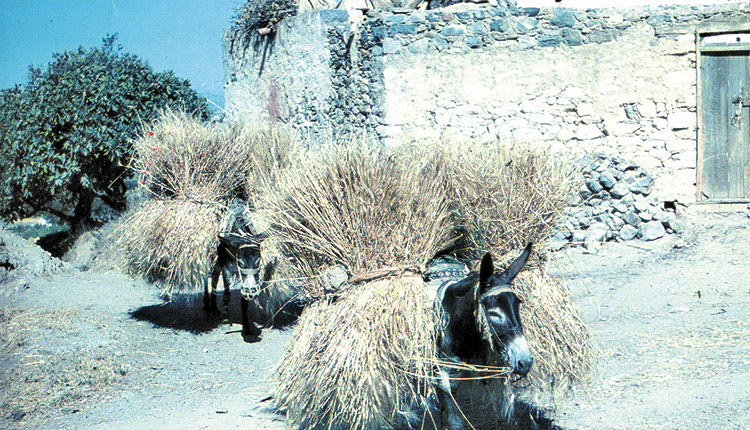 Καστέλλι Πεδιάδος, Ιούνιος 1943. Γαϊδουράκια μεταφέρουν στάχυα στο αλώνι