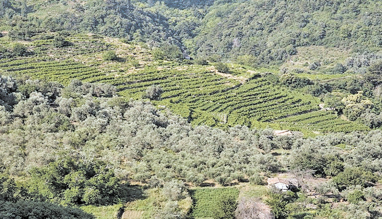 αναμόρφωση των δασικών χαρτών