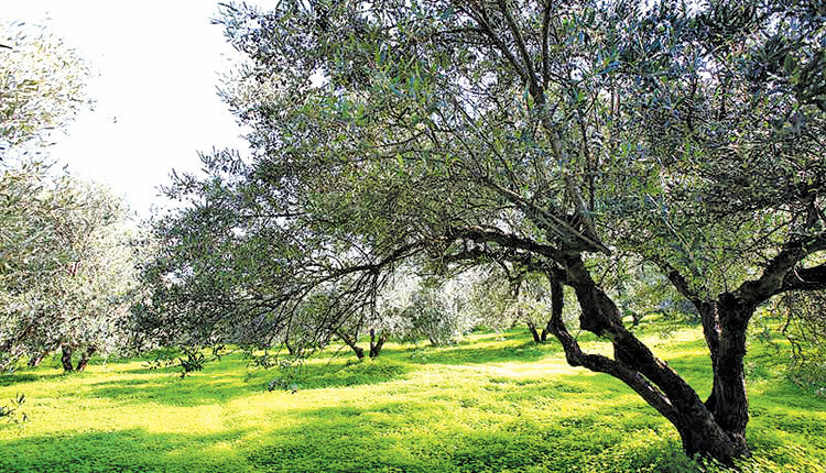 ελαιόδεντρα