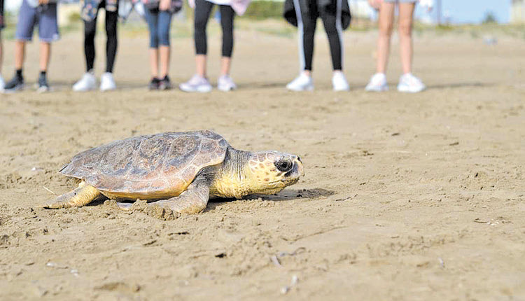 απελευθέρωση θαλάσσιας χελώνας Caretta caretta από το Ενυδρείο Κρήτης