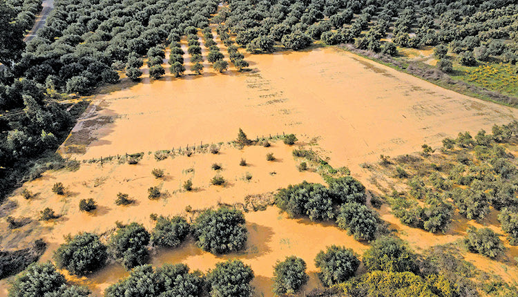 καλλιέργειες του δήμου Μινώα Πεδιάδος, που επλήγησαν ανεπανόρθωτα από τις καταστροφικές βροχοπτώσεις του Σαββάτου