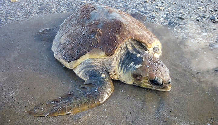 χελώνα caretta caretta