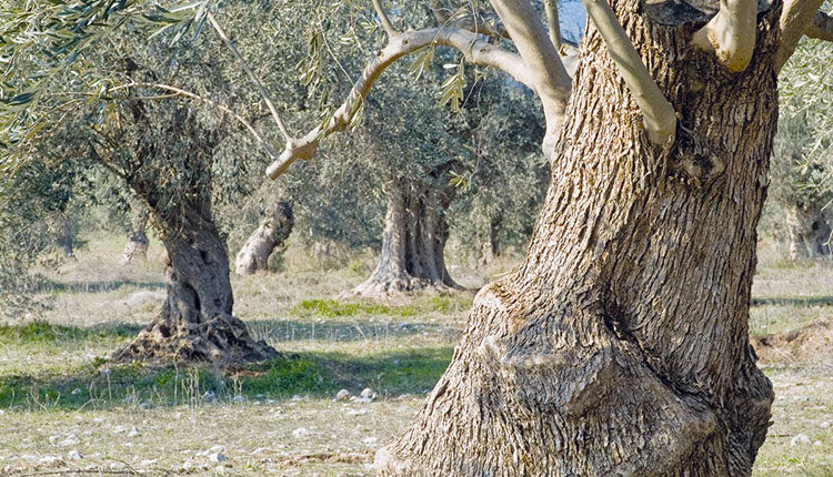 ελιές λιόφυτο ελαιόδεντρο ελαιόλαδο