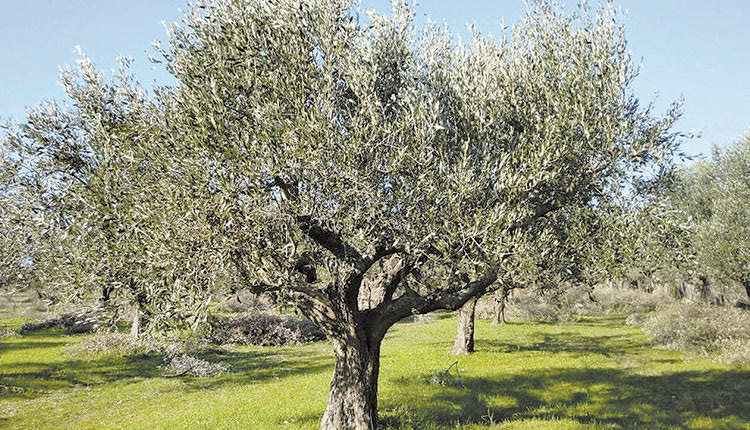 ελαιόδεντρο ελιά δακοκτονία λιόφυτο