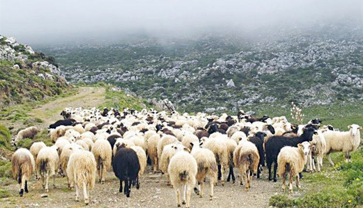 Δικαιότερο σύστημα επιδοτήσεων επιδιώκεται από τον ΟΠΕΚΕΠΕ