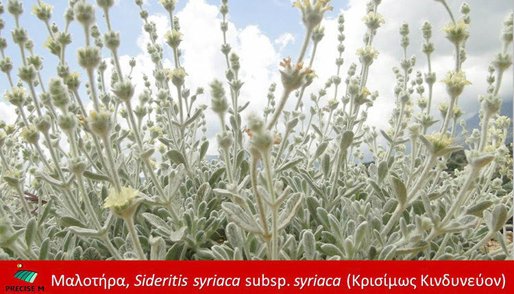 Mαλοτήρα (Sideritis syriaca subsp. syriaca),