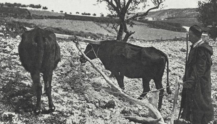 ΦΩΤΟΗΜΕΡΑΣ: Μοναδική φωτογραφία από όργωμα χωραφιού στις Αρχάνες το 1917!