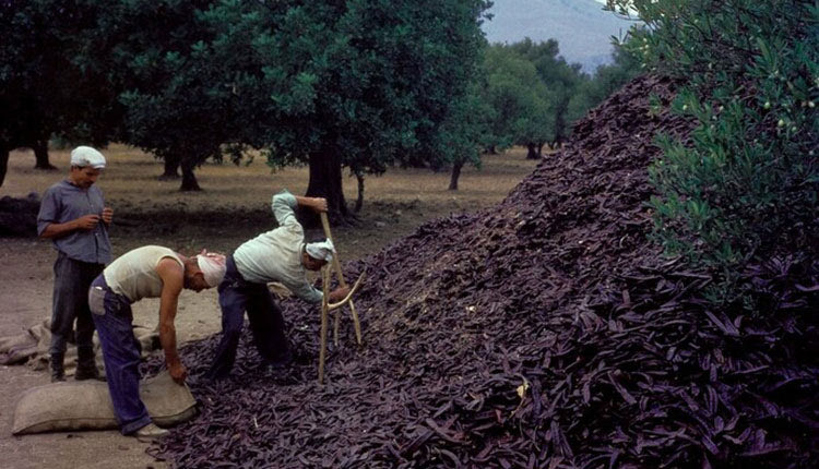 ΦΩΤΟΗΜΕΡΑΣ: ΔΕΚΑΕΤΙΑ ΤΟΥ ’60 στην Κρήτη. Τότε που άκμαζε το μάζεμα των χαρουπιών. Μια καλλιέργεια που αργότερα σχεδόν εξαφανίστηκε και τώρα τελευταία γίνεται ξανά προσπάθεια να επανακάμψει.