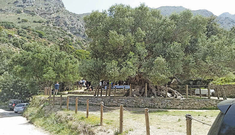 το πρώτο φυσικό βοτανικό μονοπάτι στο Καβούσι