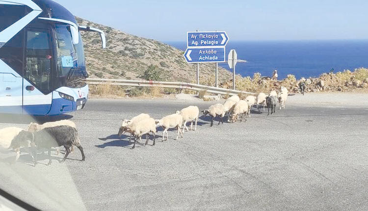 Δρόμος κλειστός, αυτοκινητόδρομος σύγχρονος. Σαν οτοστράτα. Αλλά πότε πότε βρίσκεις φανάρια, βρίσκεις... κυκλικούς κόμβους και ενίοτε… ζωντανά!