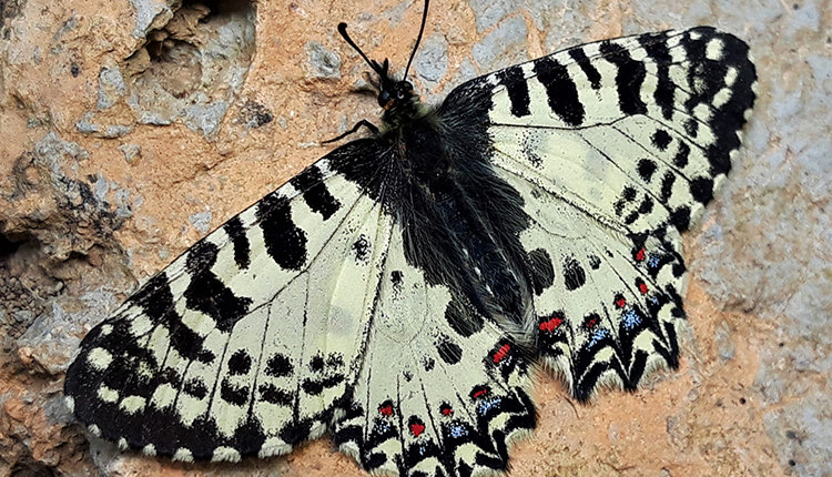 Zerynthia cretica, ενδημική́ πεταλού́δα της Κρή́της