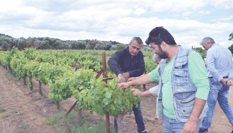 Απόγνωση από τους παραγωγούς για κόστη παραγωγής και καταστροφή των επιτραπέζιων σταφυλιών