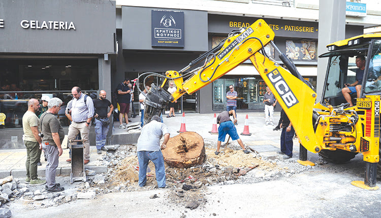 Στο μικροσκόπιο των ειδικών οι εργασίες που έγιναν και ίσως “πλήγωσαν” το δέντρο