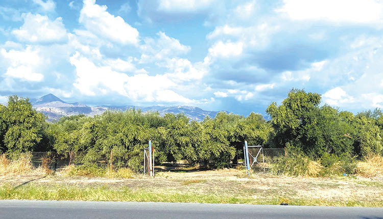 “Μην βιαστείτε να μαζέψετε ελιές”