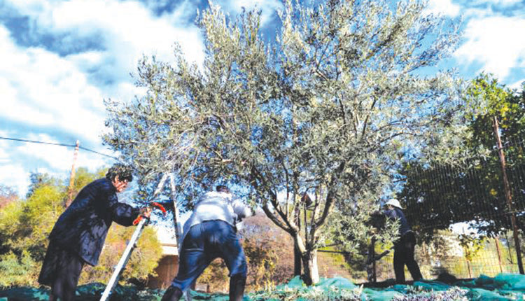 Αναζητούνται εργάτες από τη βόρεια Ελλάδα για να μαζέψουν τις ελιές της Κρήτης